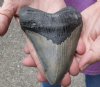 5-1/4 inches Huge Authentic Fossil Megalodon Shark Tooth for Sale from a Giant Extinct Shark - Buy this one for $225.00 (Shipped Priority Mail Signature Required)
