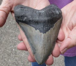 5-1/4 inches Huge Authentic Unrestored Fossil Megalodon Shark Tooth for $225.00