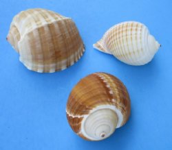 4 to 4-3/4 inches Tun, Tonna Olearium Shell - 10 @ $2.88 each; 30 @ $2.56 each
