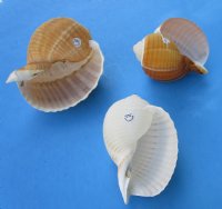 4 to 4-3/4 inches Tun, Tonna Olearium Shell - 10 @ $2.88 each; 30 @ $2.56 each