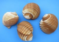 6 to 6-7/8 inches Giant Tun Shells, Tonna Galea <font color=red> Wholesale</font> - Case of 24 @ $4.00 each 