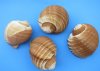 6 to 6-7/8 inches Giant Tun Shells, Tonna Galea <font color=red> Wholesale</font> - Case of 24 @ $4.00 each 