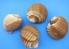 6 to 6-7/8 inches Giant Tun Shell for Sale, Tonna Galea, Tonna Olearium - Pack of 3 @ $7.20 each