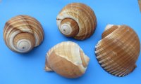 6 to 6-7/8 inches Giant Tun Shell for Sale, Tonna Galea, Tonna Olearium - Pack of 3 @ $7.20 each