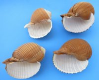 6 to 6-7/8 inches Giant Tun Shell for Sale, Tonna Galea, Tonna Olearium - Pack of 3 @ $7.20 each