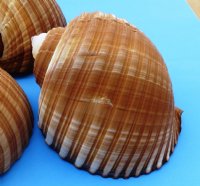 6 to 6-7/8 inches Giant Tun Shell for Sale, Tonna Galea, Tonna Olearium - Pack of 3 @ $7.20 each