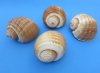 5 to 5-3/4 inches Tonna Galea Shells for Sale in Bulk, Giant Tun, Tonna Olearium Shells for Sale in Bulk  -  Case of 20 @ $4.32 each; 2 <font color=red> Wholesale Cases</font> of 20 @ $2.70 each; 