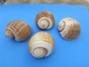8 inches<font color=red> Wholesale </font>Large Tonna Galea Shells, Giant Tun, a Dark Brown Shell with a Large Mouth Opening - Case of 24 @ $7.00 each