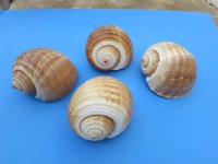 7 inches Large Tonna Galea, Giant Tun Shells <font color=red>Wholesale</font> - Case of 24 @ $6.75 each