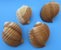 5 to 5-3/4 inches Tonna Galea Shells <font color=red> Wholesale</font>, Giant Tun in bulk - Minimum: 2 Case: 20 @ $2.70 each