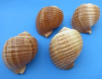 7 inches Large Tonna Galea, Giant Tun Shells <font color=red>Wholesale</font> - Case of 24 @ $6.75 each