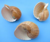 7 inches Large Tonna Galea, Giant Tun Shells <font color=red>Wholesale</font> - Case of 24 @ $6.75 each