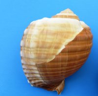 7 to 7-7/8 inches Large Tonna Galea Shell for Sale, Giant Tun - Pack of 1 @ $13.99 each; Pack of 6 @ $10.80 each; 