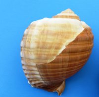 5 to 5-3/4 inches Tonna Galea Shells <font color=red> Wholesale</font>, Giant Tun in bulk - Minimum: 2 Case: 20 @ $2.70 each