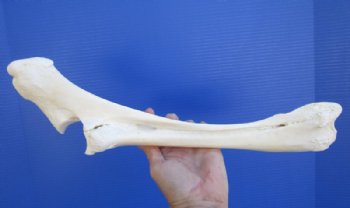 15-3/4 by 5 inches Real Water Buffalo Leg Radius Bone for $19.99