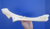 15-3/4 by 5 inches Real Water Buffalo Leg Bone for Sale, Cleaned and Whitened - You are buying this one for $24.99