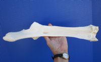 15-3/4 by 5 inches Real Water Buffalo Leg Radius Bone for $19.99