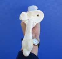 15-3/4 by 5 inches Real Water Buffalo Leg Radius Bone for $19.99