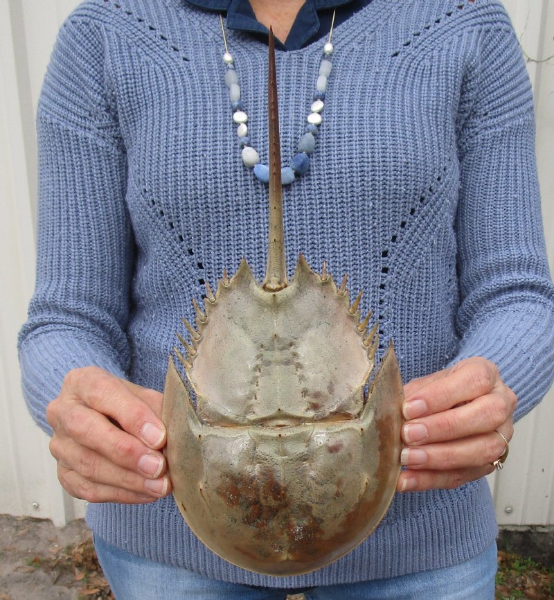 11 by 51/4 inches Large Molted Atlantic Horseshoe Crab for Sale