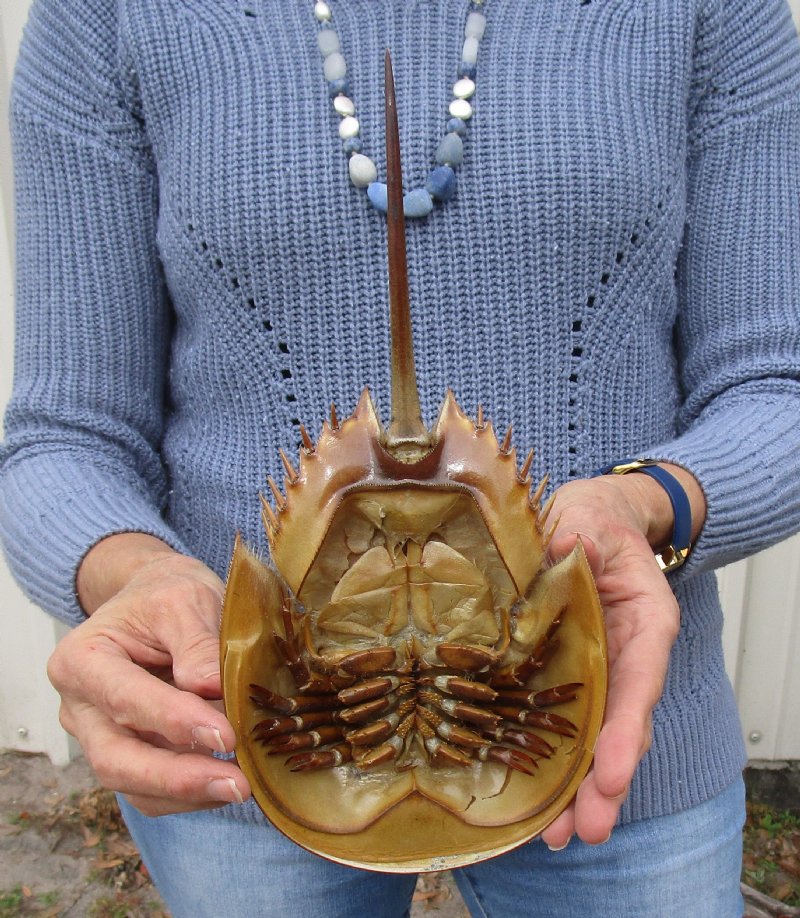 11 by 51/4 inches Large Molted Atlantic Horseshoe Crab for Sale