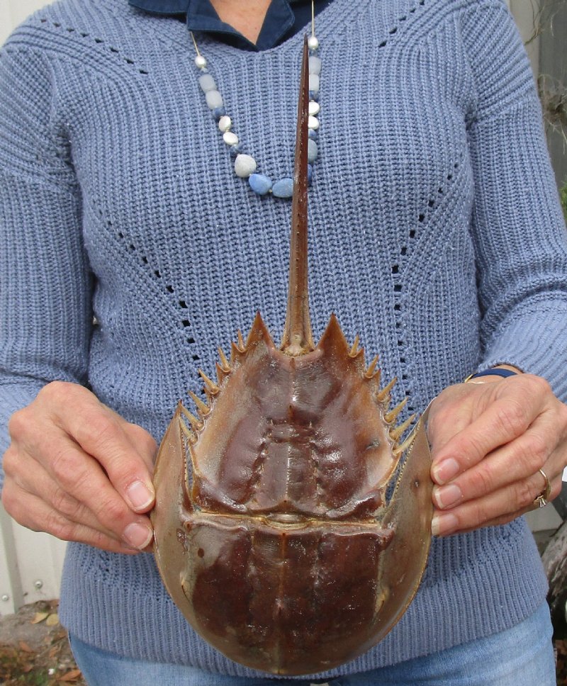 117/8 by 51/2 inches Real Molted Atlantic Horseshoe Crab for Sale