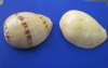 9 inches Large Indian Volute Melon Shell, Melo Melo - $12.50 each; 2 @ $10.00 each