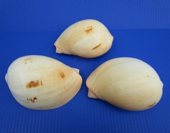 5 inches Melo Melo, Indian Volute Baier Shells - 6 @ $2.40 each; 12 @ $2.20 each