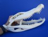 15 by 6-1/2 inches Real Florida Alligator Skull for Sale (damage on back of jaw) - Buy this one for $94.99