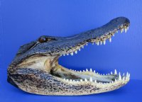 15-1/2 inches Large Taxidermy Alligator Head for Sale - Buy this one for $69.99