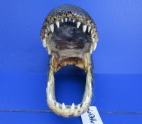 15-1/2 inches Large Taxidermy Alligator Head for Sale - Buy this one for $69.99