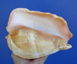 Pacific Giant Conch  