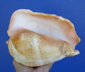 Pacific Giant Conch Shell - Titanostrombus Galeatus