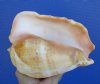 8 by 6 inches Beautiful Pacific Giant Conch Shell for Sale, a peach colored heavy conch shell - You are buying this one for $19.99