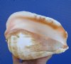 7 by 5-1/4 inches Very Nice Real Pacific Giant Conch Shell for Sale, a thick heavy true conch shell from the family Strombidae  - You are buying this one for $19.99