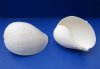 7 to 7-3/4 inches White Indian Volute Shells for Sale with a wide mouth opening for making beach wedding centerpieces -  Pack of 2 @ $4.40 each