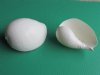 6 to 6-3/4 inches White Indian Volute Shells for Sale , White Melo Melo for Seashell Centerpieces -  Pack of 2 @ $3.80 each; Pack of 6 @ $3.05 each