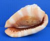 4 to 4-1/2 inches Cameo Shells, Bullmouth Red Helmets - Pack of 1 @ $8.50 each; Pack of 10 @ $6.90 each 