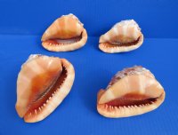 4 to 4-1/2 inches Cameo Shells, Bullmouth Red Helmets - Pack of 1 @ $8.50 each; Pack of 10 @ $6.90 each 