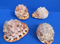 4 to 4-1/2 inches Cameo Shells, Bullmouth Red Helmets - Pack of 1 @ $8.50 each; Pack of 10 @ $6.90 each 
