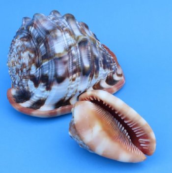 Cameo Shells - Bullmouth Helmet