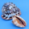 5 to 5-7/8 inches Cameo Shells for Sale, Bullmouth Red Helmets, a red color shell, - Pack of 1 @ $10.00 each; Pack of 6 @ $8.00 each 