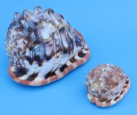 Bullmouth Red Helmet Cameo Shells 5 inches -  $10.00 each;  6 @ $8.00 each 