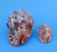 Bullmouth Red Helmet Cameo Shells <font color=red> Wholesale </font> - 5 to 5-7/8 inches  - Case: 30 @ $5.00 each