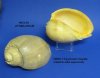 10 inches  <font color=red> Wholesale</font> Large Crowned Baler Melon Shell for Sale, Melo Aethiopica - Case of 16 @ $7.00 each