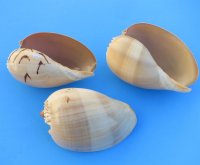 Crowned Baler Seashell, Melo Aethiopica, 6 inches - 2 @ $3.00 each; 6 @ $2.60 each