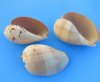 7 to 7-7/8 inches Crowned Baler Melon Shells for Creating Seashell Floral Displays and Decorating - Bulk Case of 36 pieces @  $2.50 each