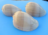 Crowned Baler Seashell, Melo Aethiopica, 6 inches - 2 @ $3.00 each; 6 @ $2.60 each