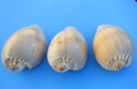 Crowned Baler Seashell, Melo Aethiopica, 6 inches - 2 @ $3.00 each; 6 @ $2.60 each