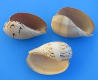 Crowned Baler Seashell, Melo Aethiopica, 6 inches - 2 @ $3.00 each; 6 @ $2.60 each