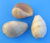 7 inches Crowned Baler Melon Shell for Sale , Philippine Melon Shell for Decorating - Pack of 1 @ $5.99 each; Pack of 6 @ $4.80 each